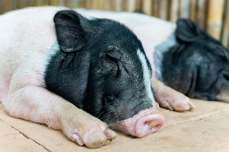两只猪在马厩里睡觉。