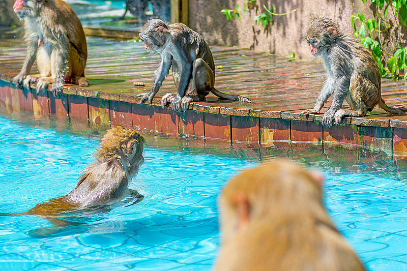 许多猴子在游泳池游泳，吃，玩，晒太阳，热带。
