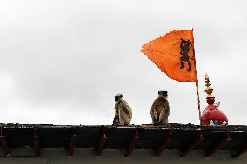 猴子们在Anjana山的Hanuman神庙(是的，是猴神)周围。