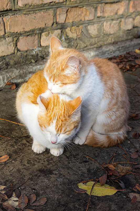 两只无家可归的小红白猫在互相舔着