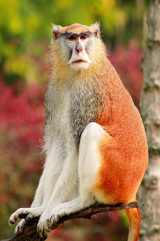 一个猴子的肖像是坐在，休息和摆姿势的树枝上的花园。猕猴是灵长类的一种，是热带奇异的野生动物。猴子在动物园的自然环境中看东西。