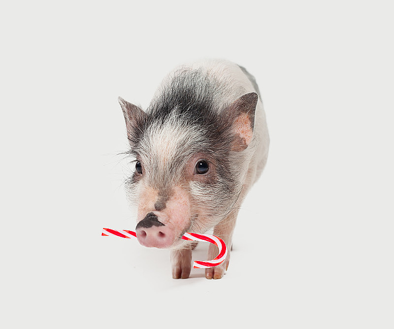 可爱的小猪和红色的棒棒糖在白色的背景