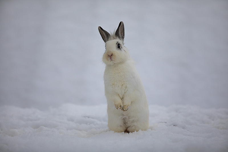 白色复活节兔子在冬天的雪地里