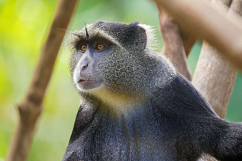 特写的赛克斯的猴子(白喉咙的猴子，Samango猴子)旧世界的猴子在Manyara，坦桑尼亚，非洲