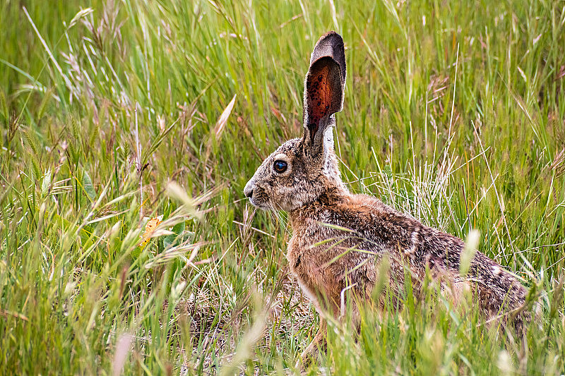 黑尾长耳大野兔(加州长耳大野兔)坐在高高的草地上，眼睛和耳朵警惕，旧金山海湾地区，加利福尼亚