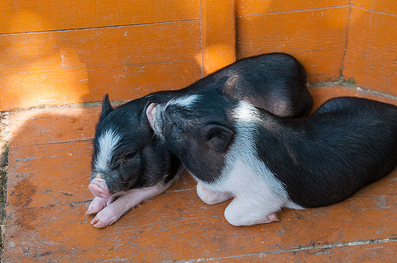 两只黑猪躺在橙色的地板上