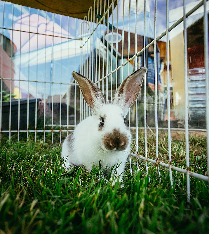 可爱的小兔子在户外的院子里，绿色的草地