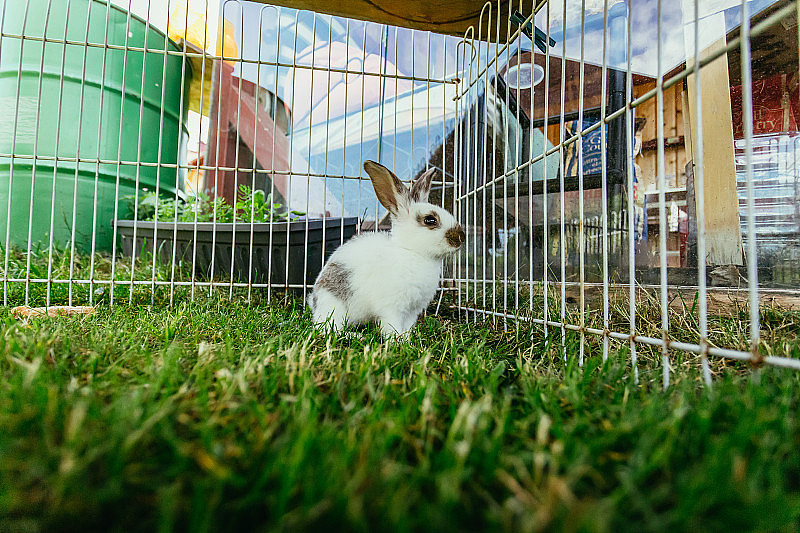 可爱的小兔子在户外的院子里，绿色的草地