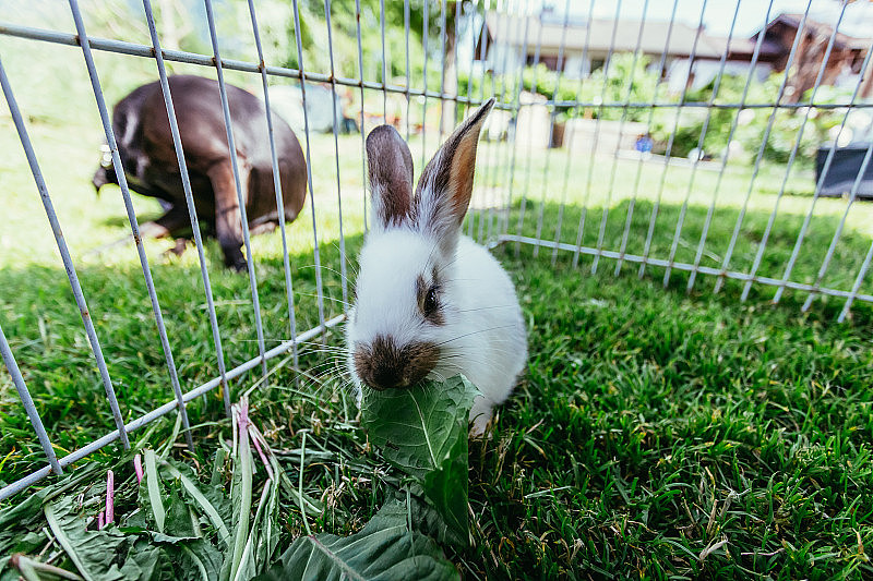 可爱的小兔子正在吃沙拉，户外的院子，绿色的草地