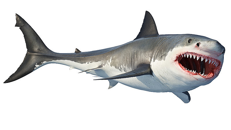 大白鲨是海洋捕食者，嘴巴大张