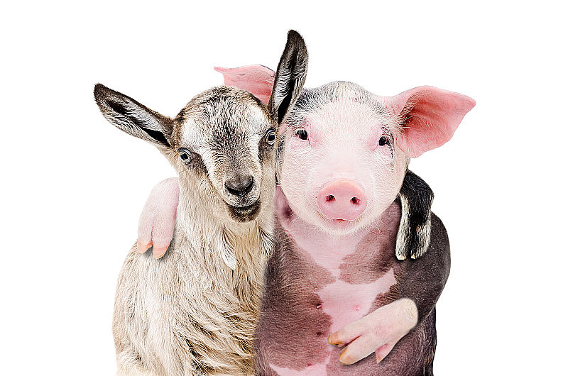一只山羊和一只猪在白色背景上互相拥抱