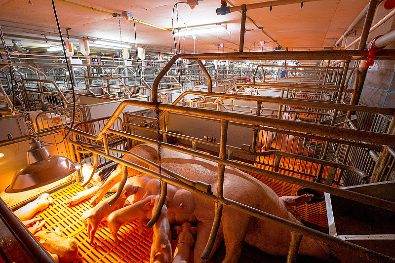 养猪场-亲本养猪场。喂养小猪仔，是养殖业在室内饲养的一种。许多猪在吃猪肉的乳汁。
