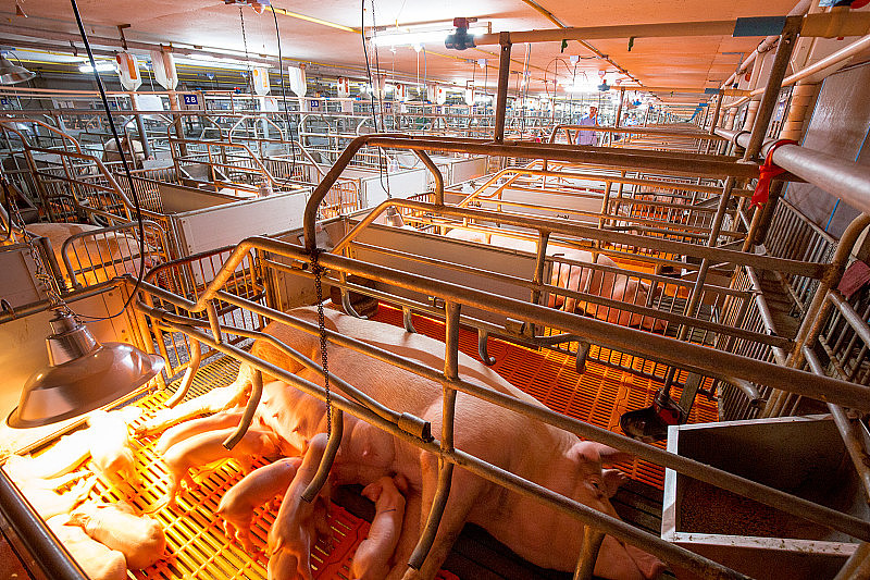养猪场-亲本养猪场。喂养小猪仔，是养殖业在室内饲养的一种。许多猪在吃猪肉的乳汁。