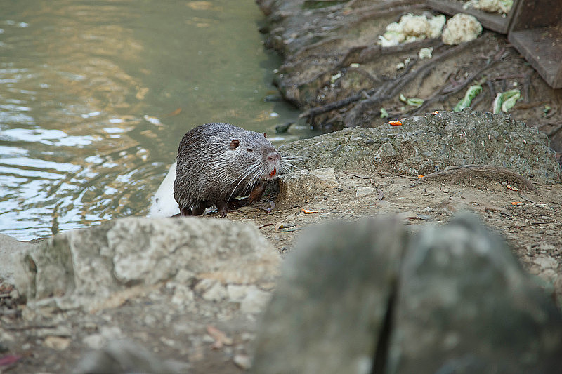 索契植物园池塘里的海狸鼠。