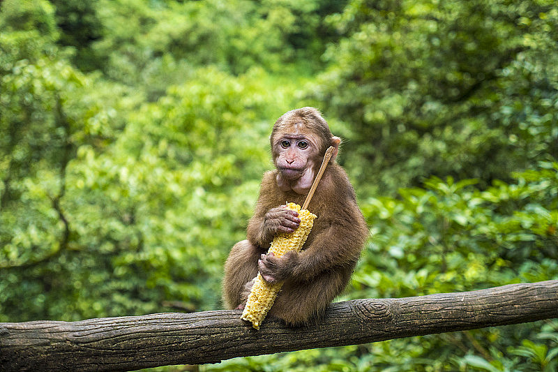 可爱的小猴子和玉米芯在峨眉山，四川省，中国