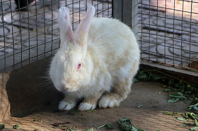 小白兔坐在兔笼里。它是一种长耳朵的食草哺乳动物。