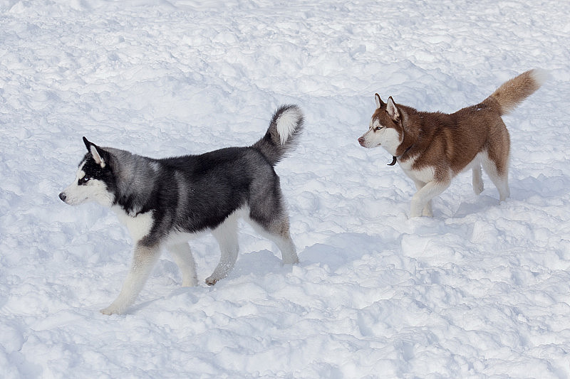两只西伯利亚哈士奇在白雪上奔跑。宠物的动物。宠物的动物。
