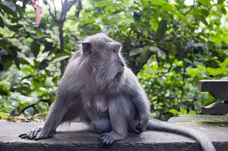 猴子肖像。巴厘岛乌布猴林中猕猴的脸