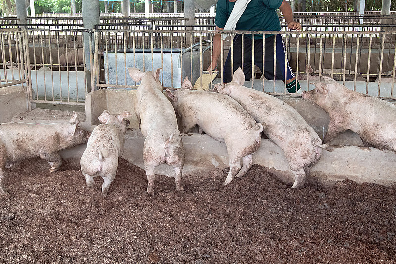 农民们用米糠在有机农场里饲养猪肉。