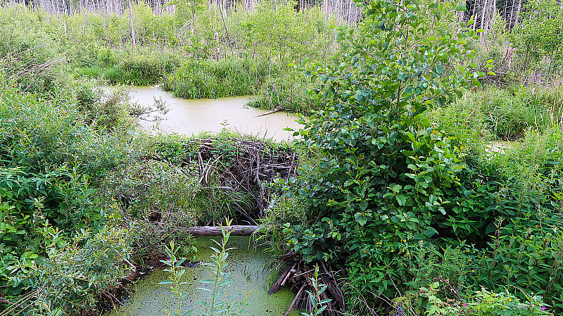 沼泽里的海狸水坝。森林风景优美，俄罗斯