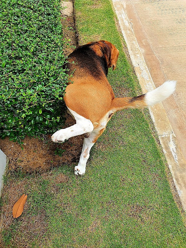 一只棕白色的小猎犬伸展左腿，向灌木丛中小便，然后向右躺下，露出屁股，尾巴站起来，开玩笑后在绿色花园中放松的宠物概念。