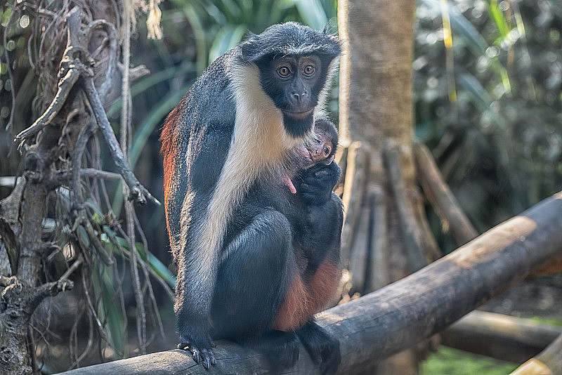 小猴子戴安娜和小猴子。猕猴东半球的一种深灰色猴子，有白色的喉咙，新月形的眉带、环状皱毛和胡须野生动物