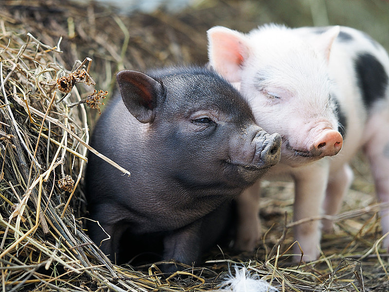 农场里可爱的小猪。猪的画像