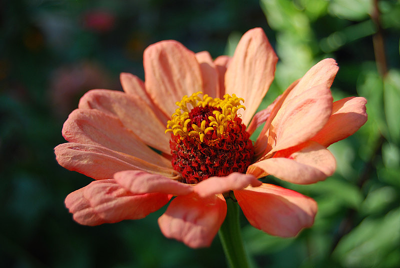 橘红色的花在花园里