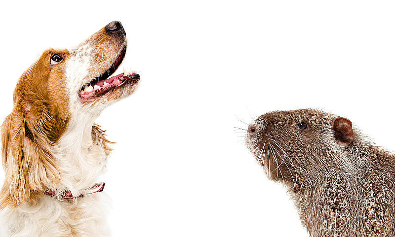 俄罗斯猎犬和有趣的海狸鼠的肖像，孤立在白色的背景上