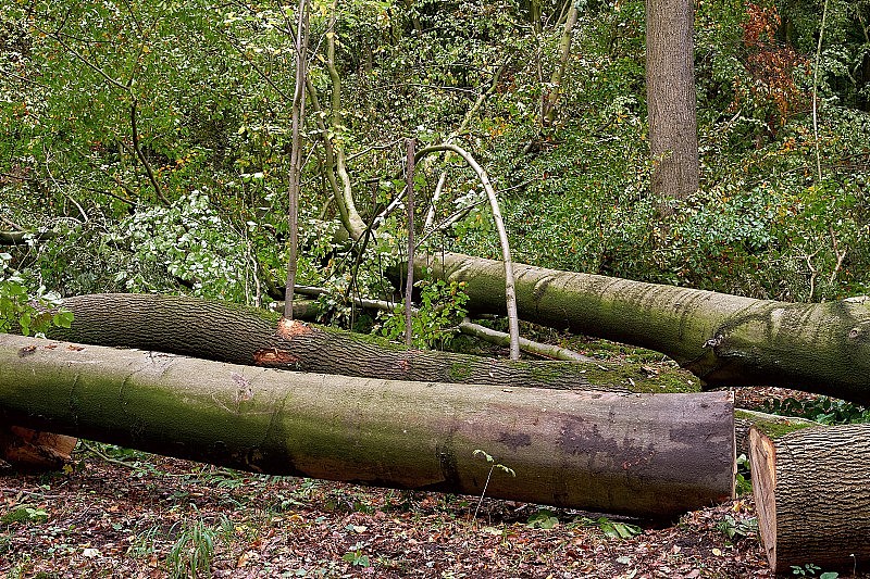 森林里砍伐的山毛榉和橡树。木材业、林业