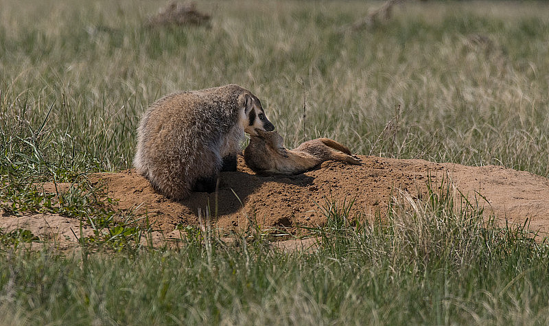 美国獾装备与早期草原土拨鼠
