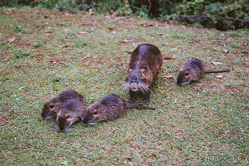 自然环境中的动物家庭。野生河狸鼠宝宝肌鼠河狸鼠跟着他妈妈。河狸鼠一家和婴儿休息。莱科市附近的许多小海狸鼠和妈妈的家庭