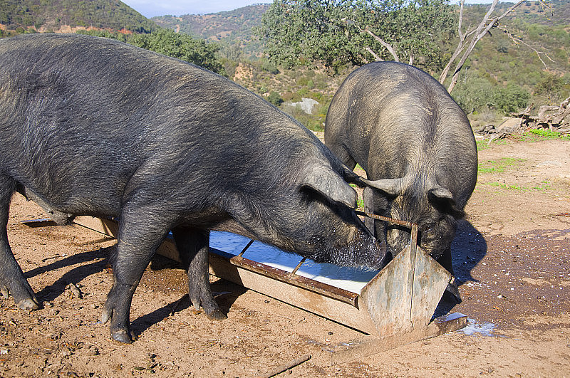 两只黑色的家猪正在吃食槽里的牛奶。西班牙塞维利亚的一个阳光明媚的日子