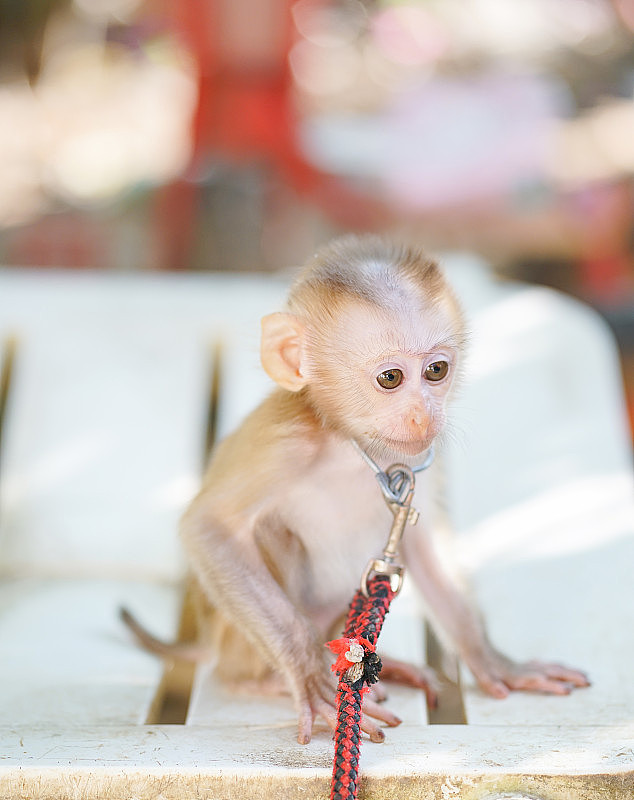 小猴子。一个柔软的焦点坐在椅子上的小猴子宠物