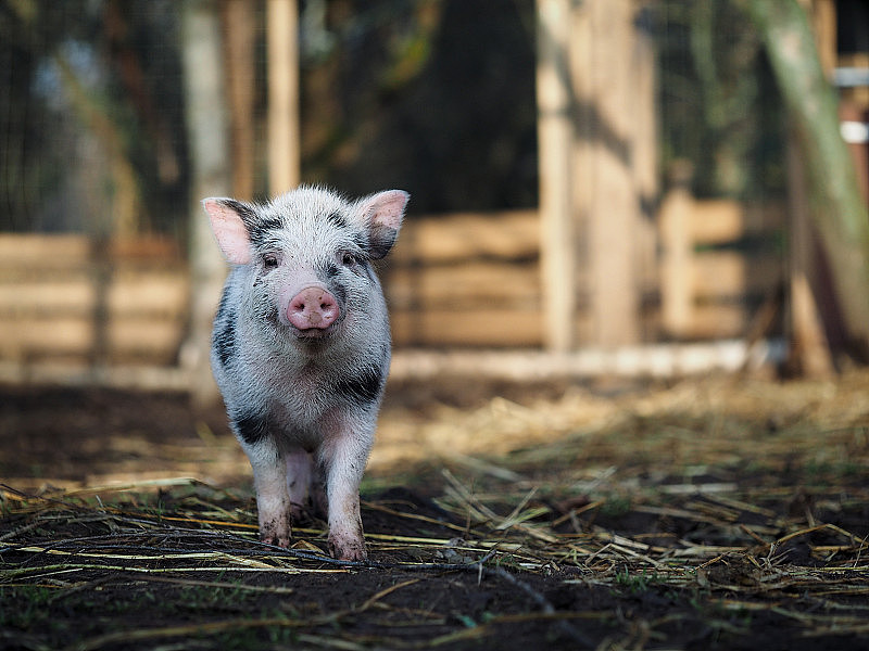 农场里可爱的小猪。斑点猪的肖像