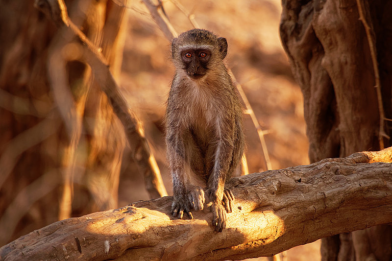 原产于非洲的东半球猴猴科的一种猴子，与海猴非常相似(海猴)。