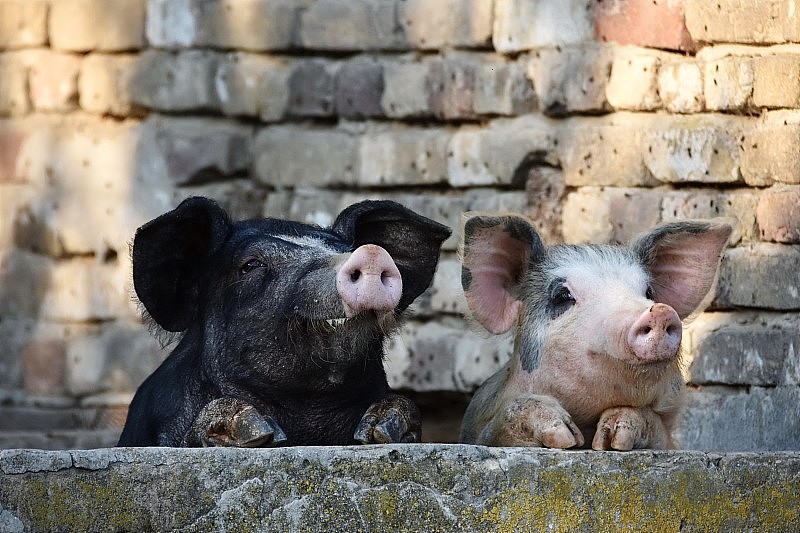 两只好奇的猪在一个农场