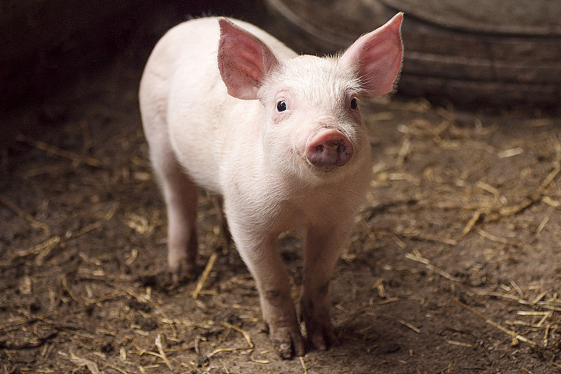 可爱的小猪在猪圈里