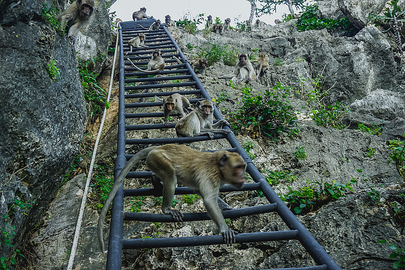 泰国普拉楚布·基里汗市山上寺庙里的猴子