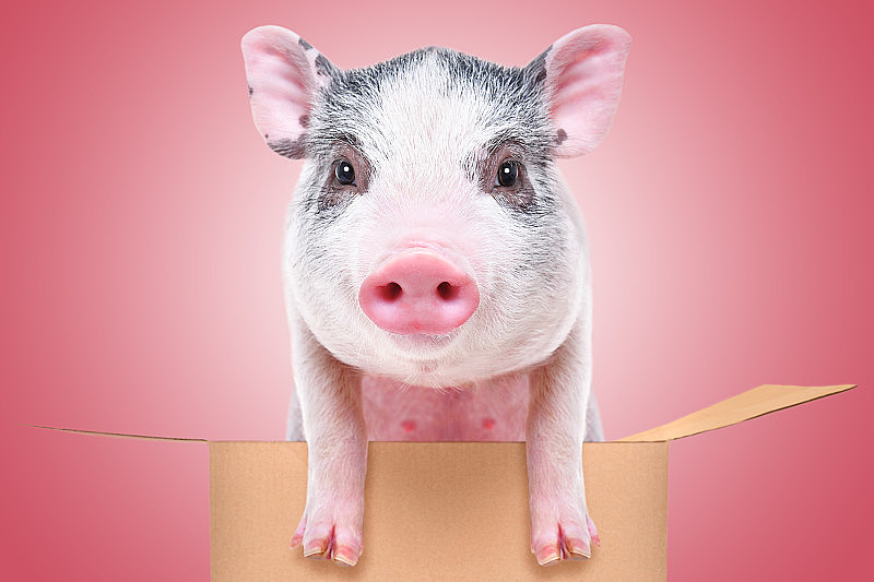 粉红背景的盒子里一只可爱的小猪的肖像
