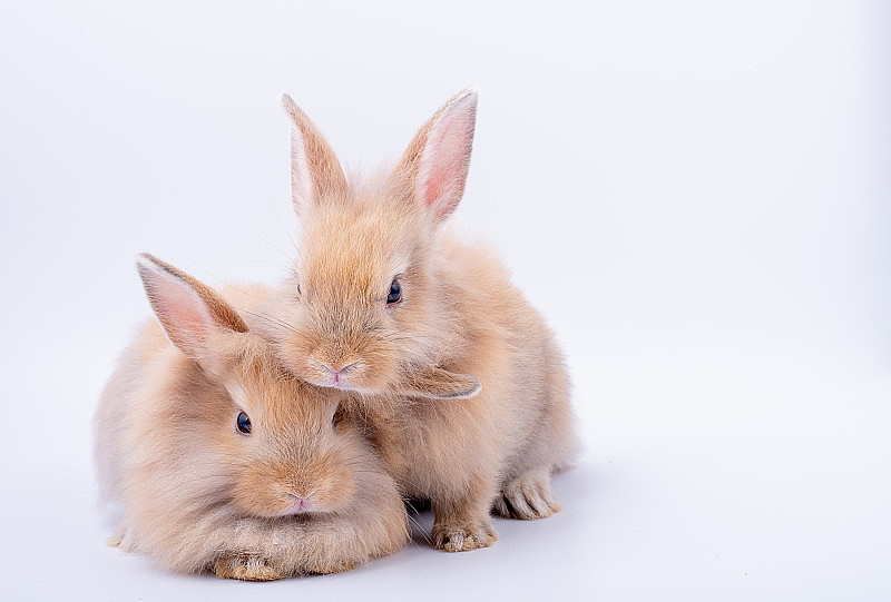 两只长耳朵的棕色小兔子看起来很放松，在白色的背景上保持孤立