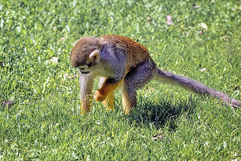 中美洲松鼠猴，红背松鼠猴。以色列尤得法猴子森林里的外来猴子。动物自由活动的自然条件