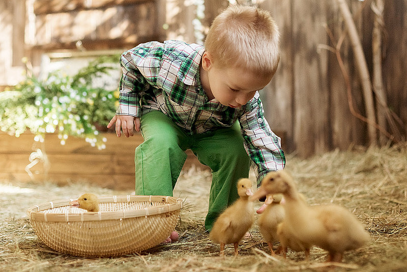 宠物最爱:鸭子、兔子、小鸡