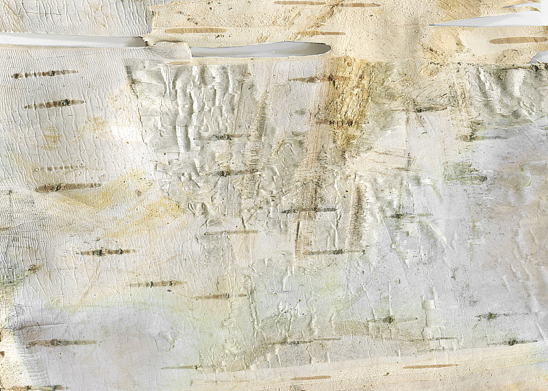 天然木材纹理背景与原始桦木纹理林业和木制墙纸。