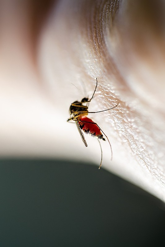 危险的蚊虫叮咬感染，脑炎，黄热病，登革热，疟疾，马雅罗病，寨卡，EEEV或EEE病毒库蚊寄生虫