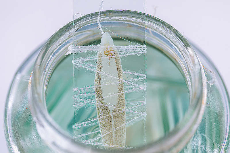 寄生虫的形态和背景，实验室寄生虫和解剖病理学的研究。