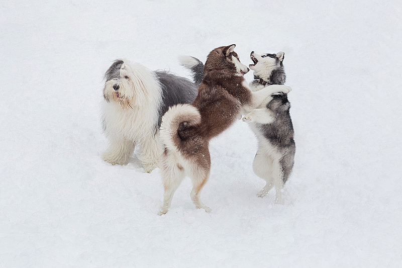 两只西伯利亚哈士奇小狗和短尾牧羊犬在冬季公园玩耍。宠物的动物。