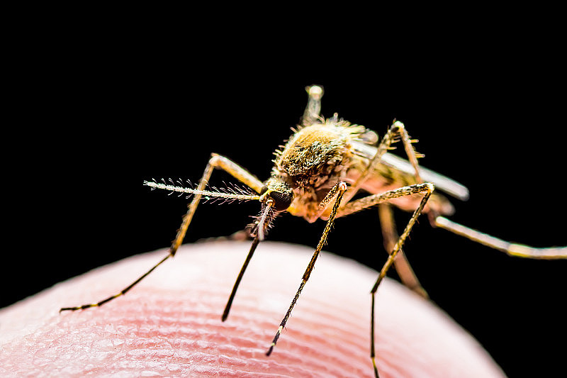 脑炎，黄热病，疟疾或寨卡病毒感染的库蚊寄生虫昆虫宏观分离的黑色背景
