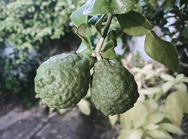 热带花园里的新鲜青柠。从佛手柑果实的果皮中提取的油性物质可用于化妆品和食品调味料。