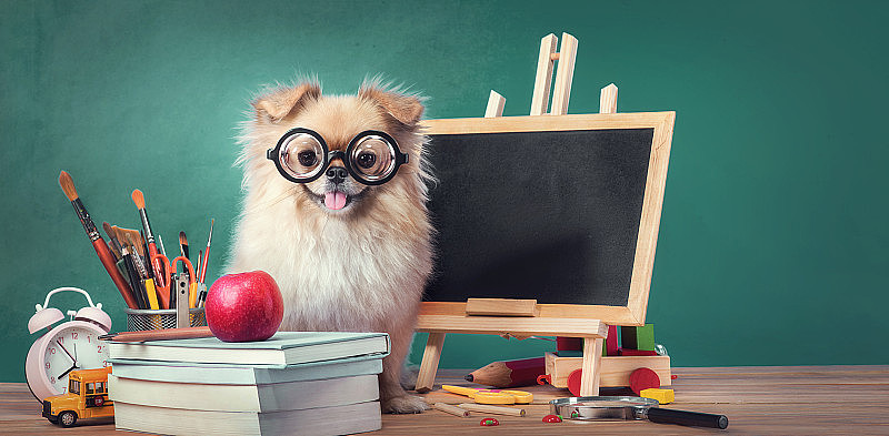 教育，回到学校的概念可爱的小狗博美混合品种哈巴狗